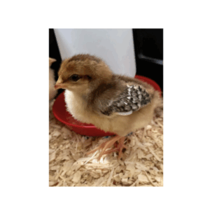 1 week old chicks for sale in Kenya