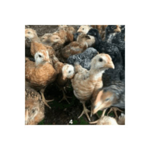 3-week-old chicks in Kenya