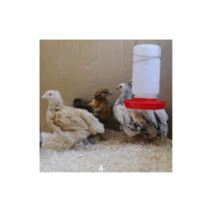 4-week-old chicks in Kenya