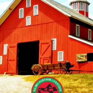 Barn and stable supplies Kenya